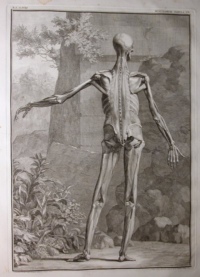 Albinus I, Pl. VII: Muscolatura, illustrazione da 